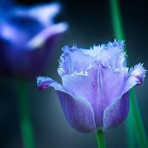 Meet your Posher, Shazia